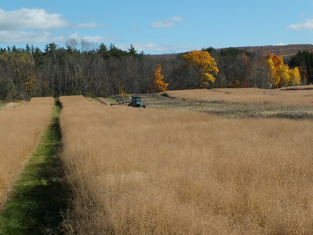 Switchgrass harvest