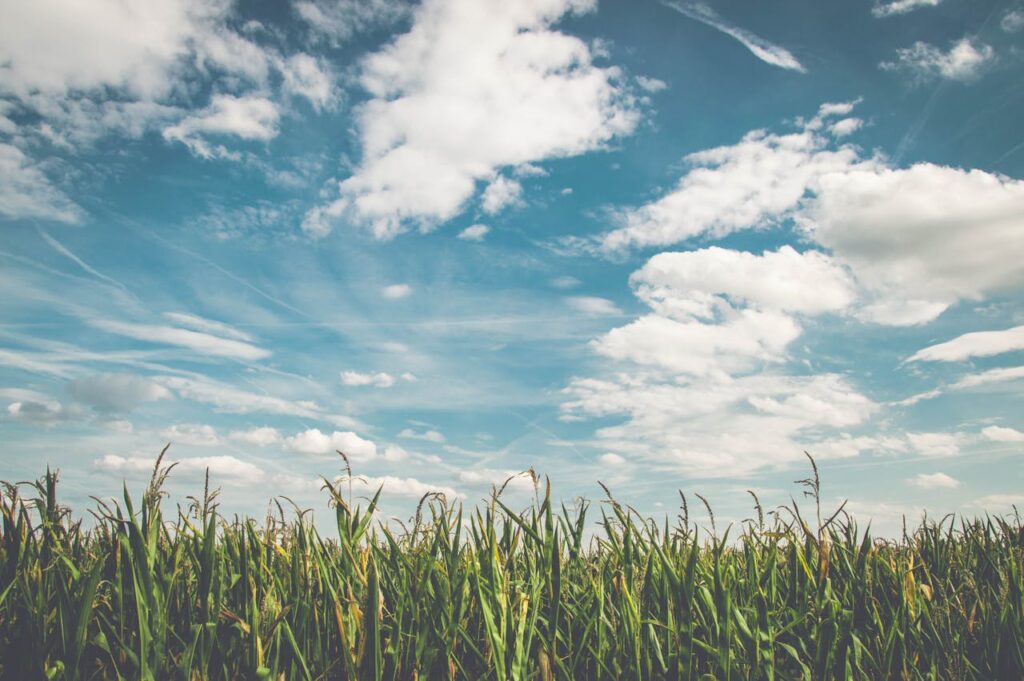 Corn field below blue sky and clouds